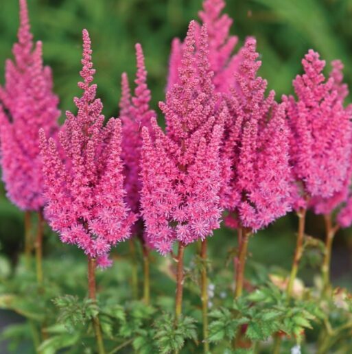 Astilbe 'You and Me Always'